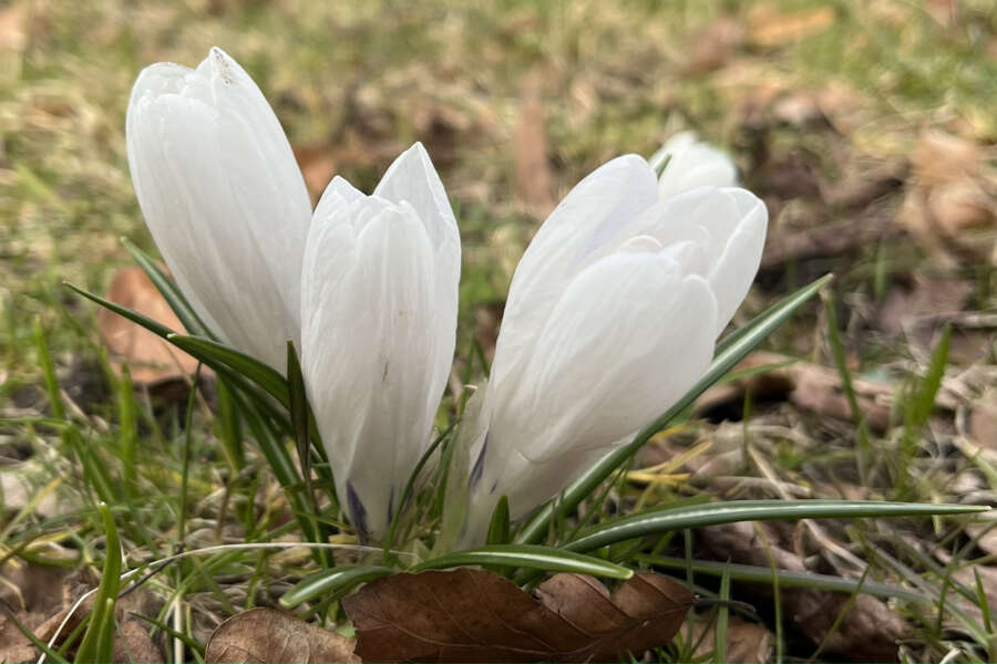 Forårsjævndøgn 2023