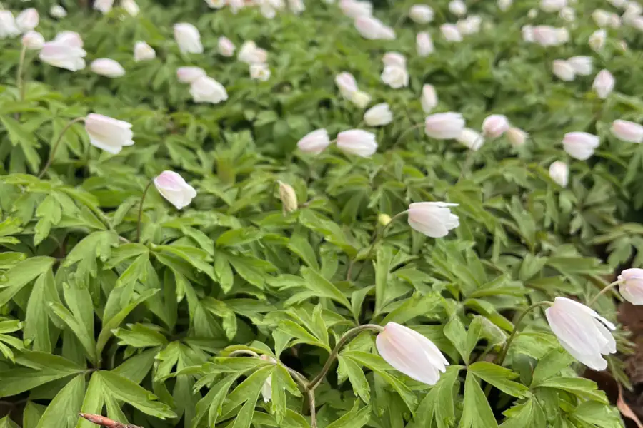 Forbindelse til forårets energi