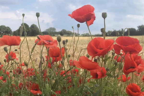 Nordisk Kvindecirkel Høst